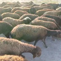 گوسفند
