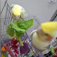 عروس هلندی معاوضه با جوجه گرینچیک