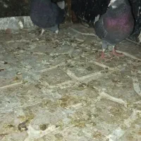 کبوتر سبز ابلق|پرنده|کهریزک, |دیوار