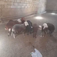 بره شیری|حیوانات مزرعه|شراء, |دیوار