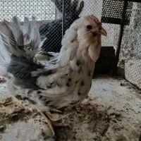 تخم مرغ نطفه دار گلین و محلی اصلی|حیوانات مزرعه|شیراز, شهرک گلها|دیوار