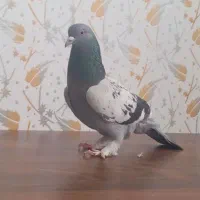 یک‌اداد‌کبوتر‌ترکیه