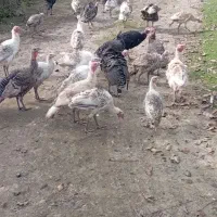 فروش بوقلمون و اردک اسرائیلی|حیوانات مزرعه|لیسار, |دیوار