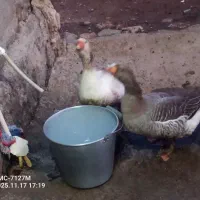 دو عدد غاز|حیوانات مزرعه|اردبیل, |دیوار