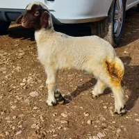 بره شیری ماده|حیوانات مزرعه|ماهیدشت, |دیوار