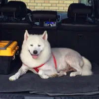 فروش سگ خونگی