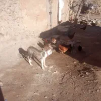 سگ تازی|سگ|کلاترزان, |دیوار