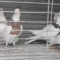 طوقی|پرنده|مبارکه, |دیوار