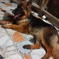 سگ ژرمن|سگ|خرمشهر, |دیوار