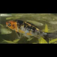 ماهی|ماهی|شیراز, شهرک بهار|دیوار