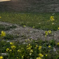 کاردر زمین کشاورزی