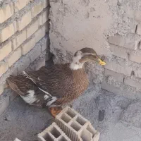 اردک تخم گذار جوان