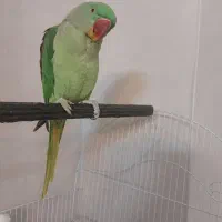 شاه طوطی نر