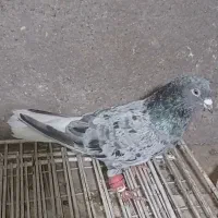 کبوتر دمسفید