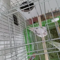 جفت عروس مولدبا یک جوجه دوکت|پرنده|شهریار, شهرک امیریه|دیوار