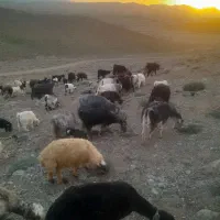 بز داشتی جوان