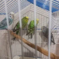 مرغ عشق سالم وبازی گوش