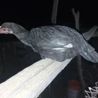 ماده مرغ فروشی