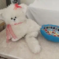 گربه سفید در حد نو فقط ۲۵۰هزار تومن|اسباب‌‌بازی|قزوین, |دیوار