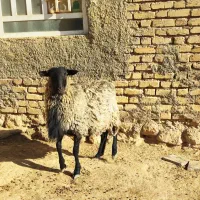 شیشک قوچ رومانوف اصل بذری|حیوانات مزرعه|بختگان, |دیوار