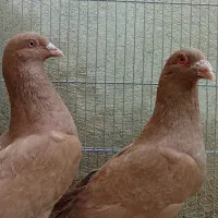 کبوتر زرد پرتقالی پر رنگ