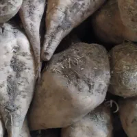 چغندر قند دامی