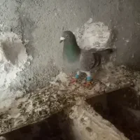 کبوتر خطی