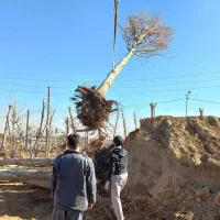 خدمات باغبانی ودرختکاری و گل و درخت فروشی|خدمات باغبانی و درختکاری|تهران, اتحاد|دیوار