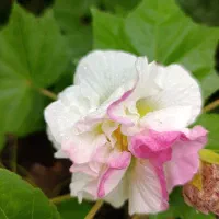 عمده فروشی گل و گیاه آپارتمانی و بیرونی|گل و گیاه طبیعی|ارطه, |دیوار