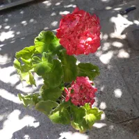 گل طبیعی صدعدد|گل و گیاه طبیعی|جیرفت, |دیوار