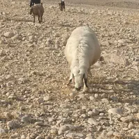 میش زاییده