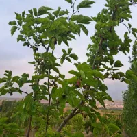 فروش-باغ-330مترملاباشی-4800میلیون-املاک-بابازاد