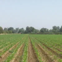زودرس ترین بذر ذرت خوزستان باقیمت استثنایی|خدمات باغبانی و درختکاری|دزفول, |دیوار