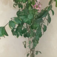 درخت پرتقال|گل و گیاه طبیعی|الشتر, |دیوار