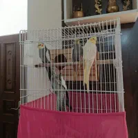 عروس هلندی سخنگو