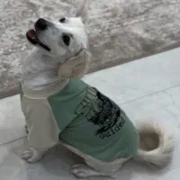 اشپیتز ماده در کاشان