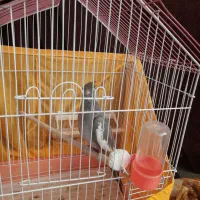 یک عدد عروس هلندی ماده بالغ|پرنده|تنکابن, |دیوار