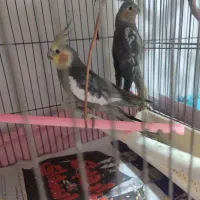 جفت عروس جوان