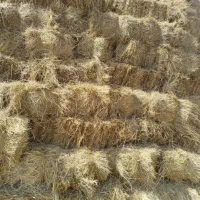 فروش ۴۵۰بسته علف باق