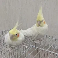 جفت عروس هلندی