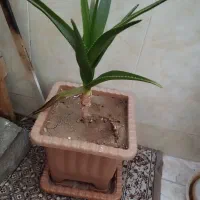 گل های زیبا باقیمت خیلی مناسب|گل و گیاه طبیعی|مرند, |دیوار