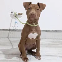 پیت بول تریر