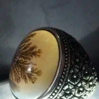 شجر|جواهرات|اردبیل, |دیوار