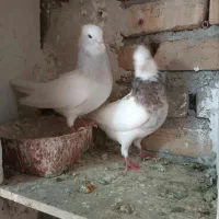 طوقی ابی|پرنده|تربت‌حیدریه, باغ سلطانی|دیوار