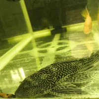 کت فیش(لجنخوار)|ماهی|خرمآباد, |دیوار