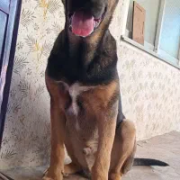 سگ نر۶ماهه معاوضه باطوطی عروس