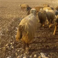 قوچ بختیاری کری لنگ دوقلو|حیوانات مزرعه|دهدشت, |دیوار