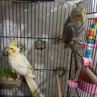 پرنده طوطی عروس هلندی