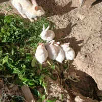 خرگوش و بچه خرگوش