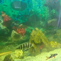 فروش تعدادی ماهی گوشتخوار